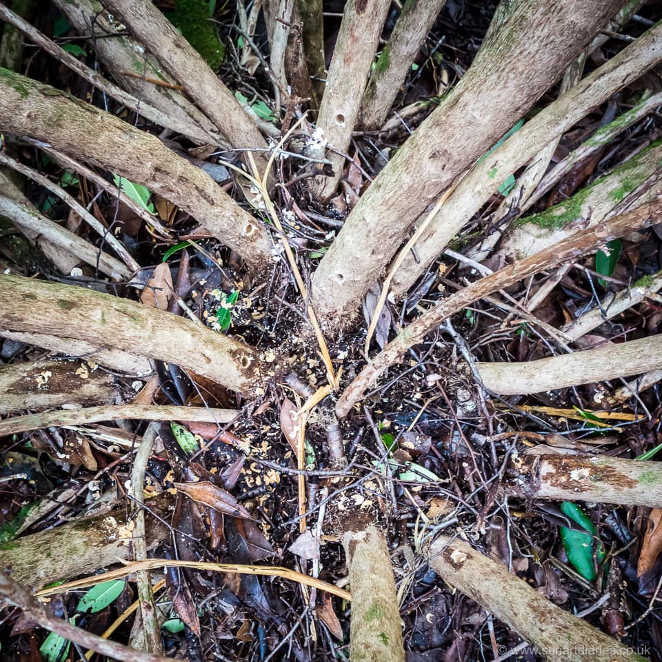 Birds-eye view of a multi-stemmed rhododendron drilled for glyphosate application