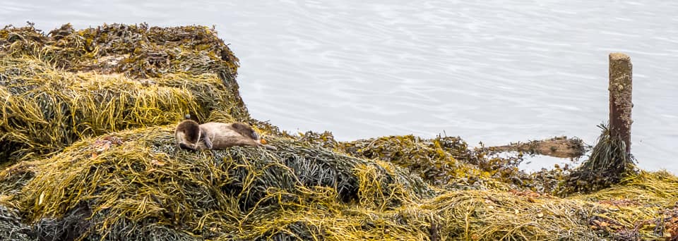 Otter, Loch Sunart, Glenborrodale