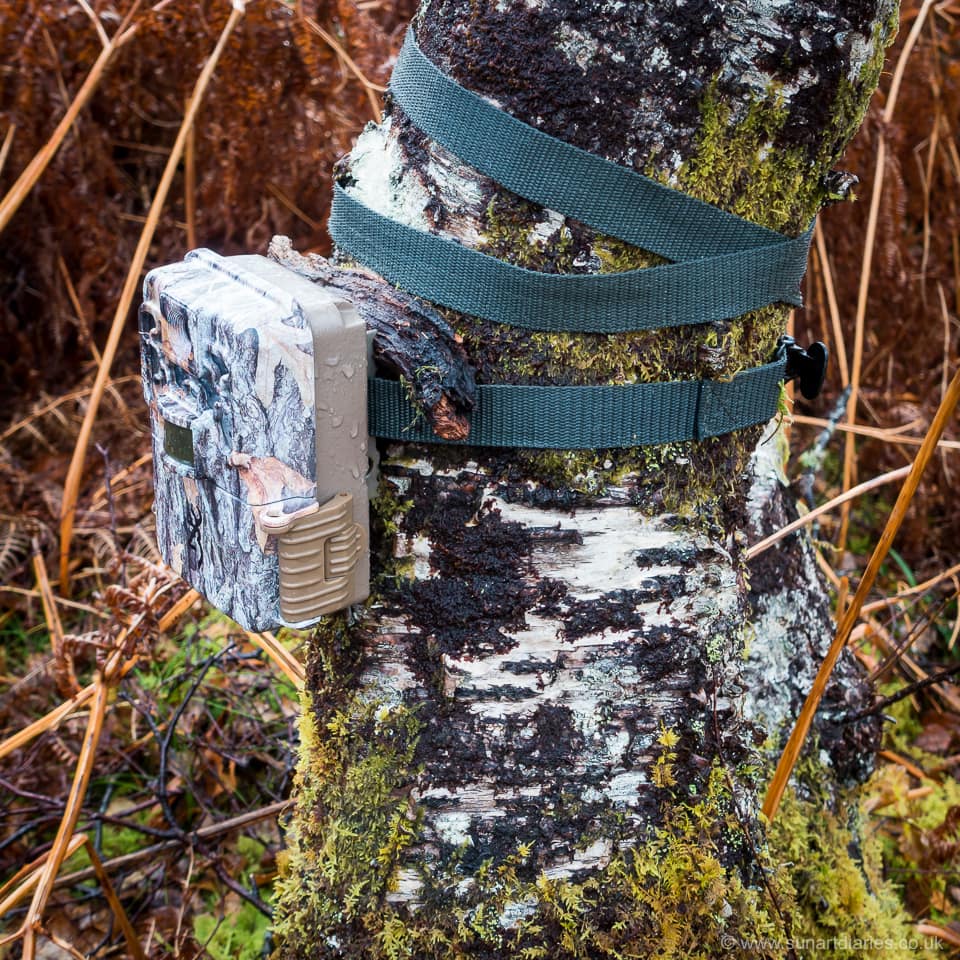 Trail camera firmly strapped to the lower trunk of a tree