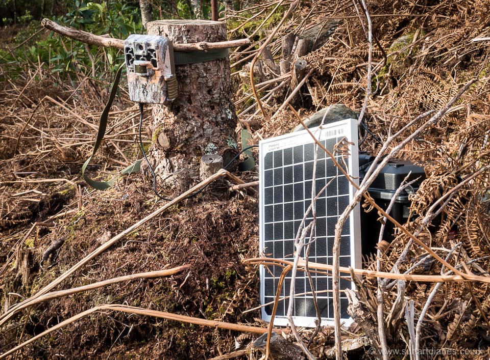 Solar powered trail camera in use
